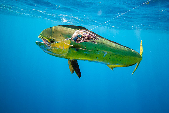 Blue Water Charters - Day Tours