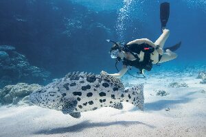 Cod Hole