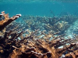 No Name Reef