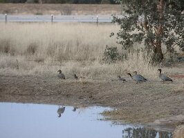 Cunnamulla Bushlands