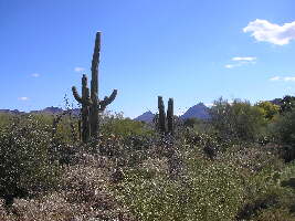 Tucson United States Desert