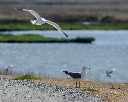 Palo Alto Baylands