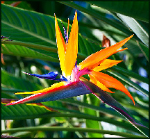 Paradise United States Garden