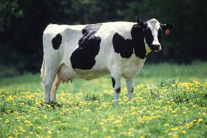 Cows and Cones