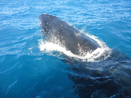 Jurien Bay Australia Port