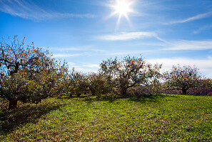 Lyman Orchards Corn Maze