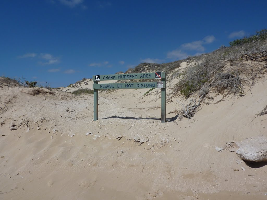The Coral Bay Shark Nursery