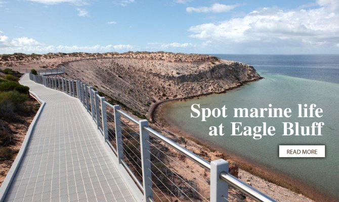 Shark Bay Coastal Tours
