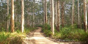 Boranup Forest Maze