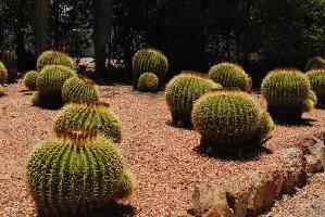 Bevans Black Opal and Cactus Nursery