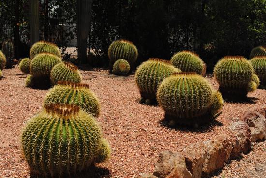Bevans Black Opal and Cactus Nursery