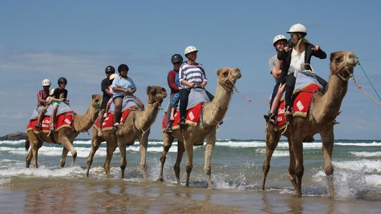 Coffs Coast Camels - Day Tours