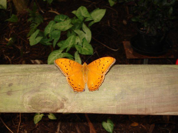 Coffs Harbour Butterfly House