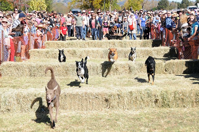 The Great Nundle Dog Race