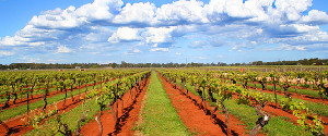 Coonawarra Wine Region Australia Lake