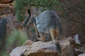 Flinders Ranges Australia Tour