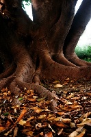 Whyalla Australia Gardens