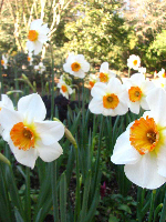 Warm Springs United States Garden