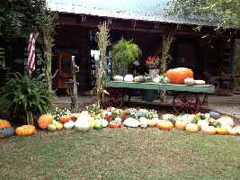 Berry Patch Farm