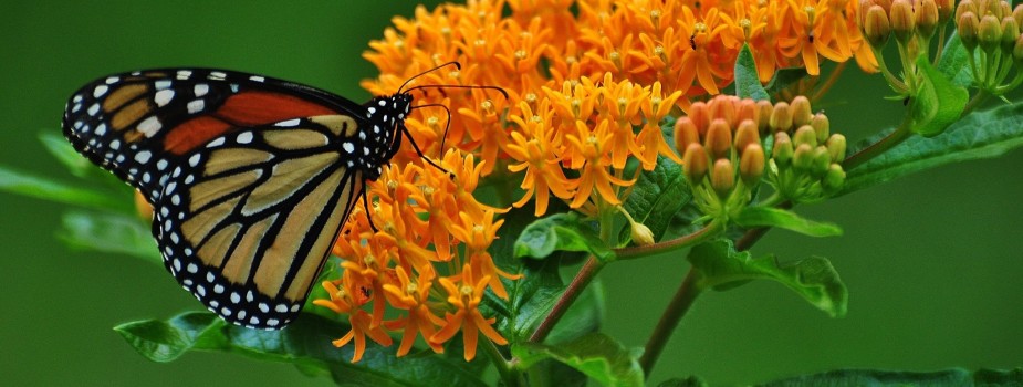 Sugar Grove Nature Center