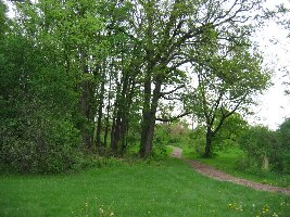 The Morton Arboretum