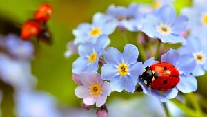 Forget Me Not Flowers