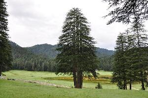 India Tree