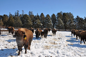 Hawkeye Buffalo Ranch and Store