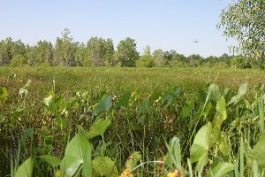 Baker Wetlands