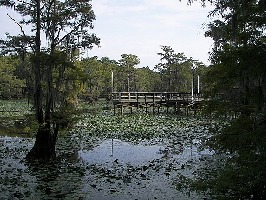 Caddo Lake State Park