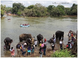 Dubare Elephant Camp