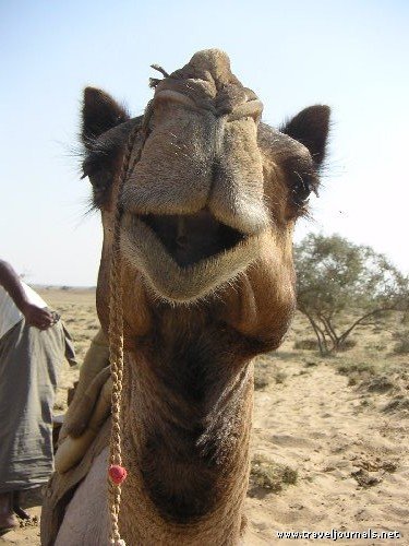 Happy Camel