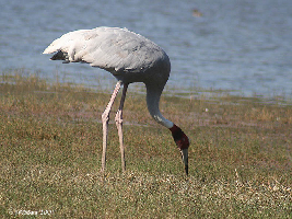 Begusarai India Lake