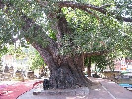 Rajayatna Tree