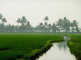 Kuttanad Tours