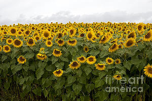 Newburyport United States Farm