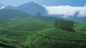 Munnar India Farm