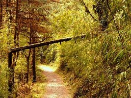 West Sikkim India Sanctuary