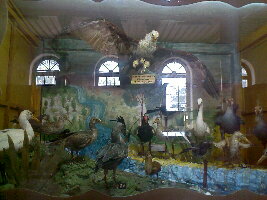 Forest College Museum