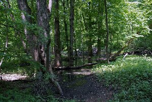 Warren Woods State Park
