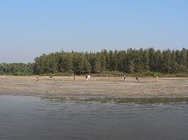Awas Beach
