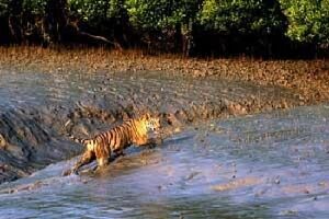 Alibaug India Forest