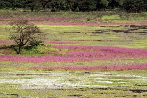 Kaas Plateau