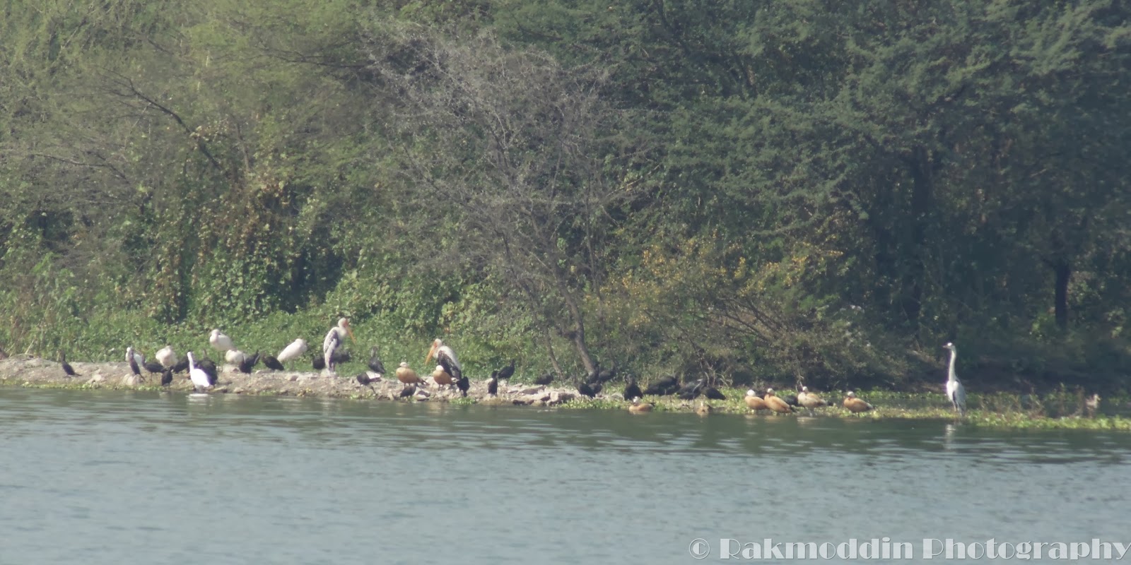 Pashan Lake