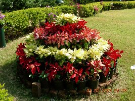 Mapro Garden and Chocolate Plant