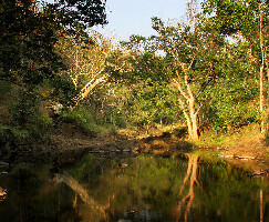 Chikhaldara India Sanctuary