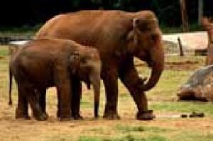 Maharaj Baug and Zoo