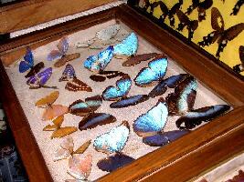 Wankhar Entomology Museum