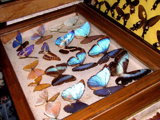 Wankhar Entomology Museum