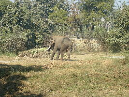 Lucknow India Zoo